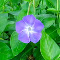 Purple morning glory flower